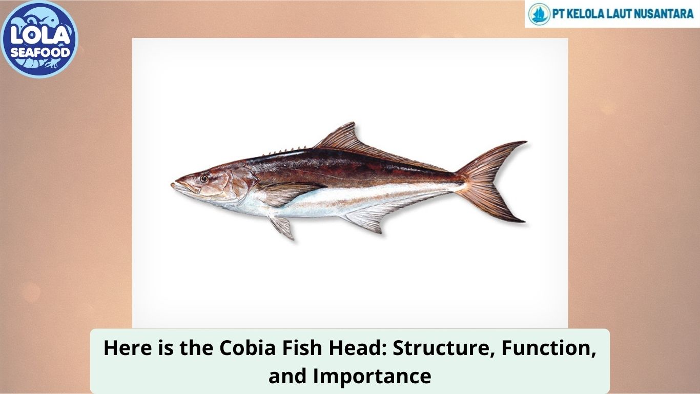 Here is the Cobia Fish Head: Structure, Function, and Importance